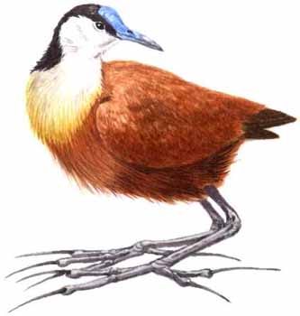 Meer over de vogel Jacana